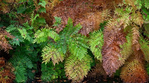 Beeldvullend: varens in herfstkleuren