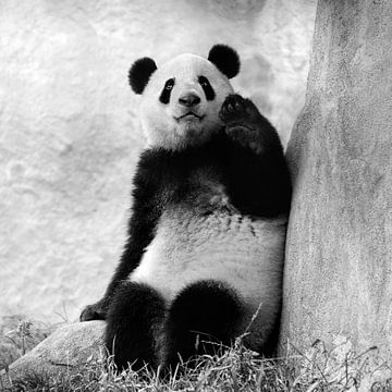 Pandabär winkt mit Hand von Chihong
