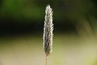 Groen, wollig en statisch
