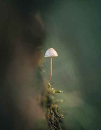 A beautiful light mushroom growing on the side of a tree