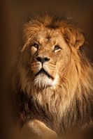 Lion look up