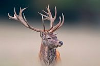 Männlicher Hirsch steht auf einer Wiese von Mario Plechaty Photography Miniaturansicht