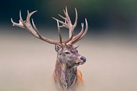 Männlicher Hirsch steht auf einer Wiese