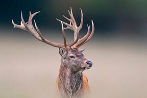 Male deer standing on a meadow by Mario Plechaty Photography