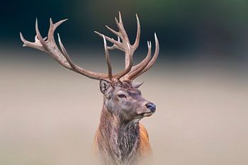 Male deer standing on a meadow