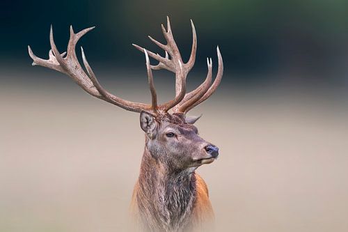 Cerf mâle debout dans une prairie