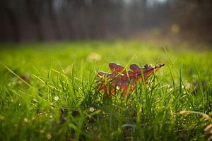 herfstblad von Robin Steen