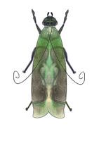 Papillon vert avec des structures sur fond blanc