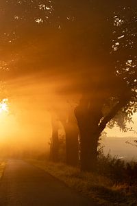 In Flammen, schönes Morgenlicht zwischen den Bäumen