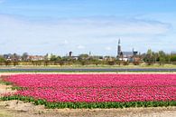 Roze tulpen in Lisse van Michel van Kooten thumbnail