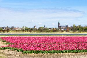 Rosa Tulpen in Lisse
