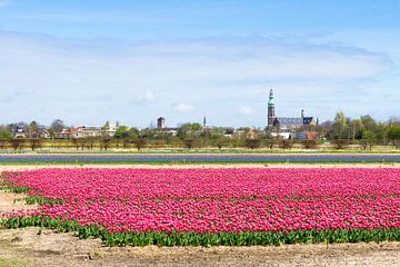 Roze tulpen in Lisse van Michel van Kooten