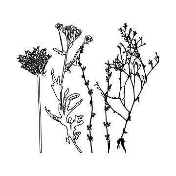 Botanische illustratie met planten, wilde bloemen en grassen 5.  Zwart wit. van Dina Dankers