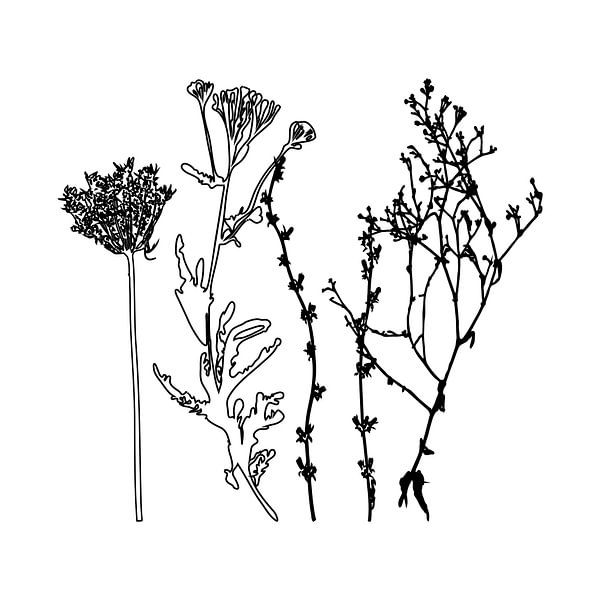 Botanische Illustration mit Pflanzen, Wildblumen und Gräsern 5. von Dina Dankers