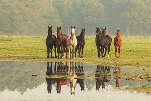 Curious horses