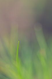 Gras by Robert Wiggers