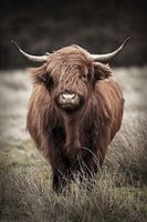 Stoere schotse hooglander in de wind
