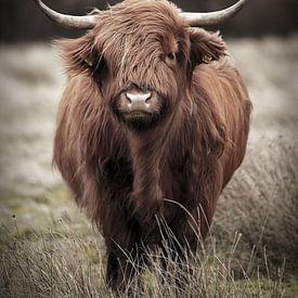 Le robuste Highlander écossais dans le vent sur KB Design & Photography (Karen Brouwer)