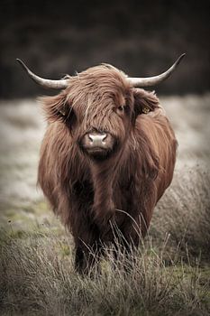 Robuste schottische Highlander im Wind