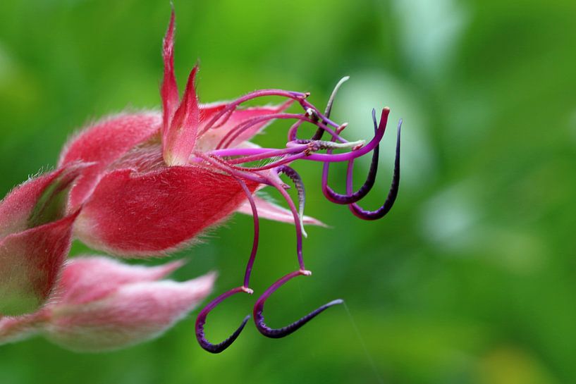 Tibouchina Staubblätter sind außergewöhnlich! von Wim Bodewes