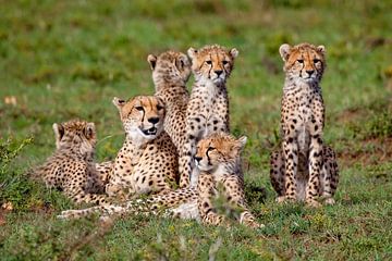 Gepardenfamilie von Peter Michel
