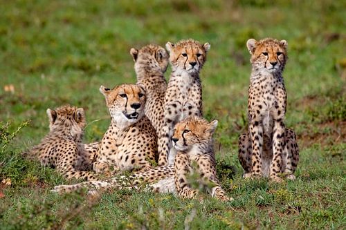 Cheetah familie