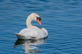 Mute swan by Merijn Loch