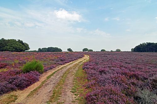 Heather on the Hoge Veluwe is flowering under a blue sky with some clouds