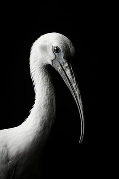 Ibis van Poster Art Shop