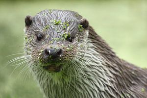 Loutre d'Europe (Lutra lutra)