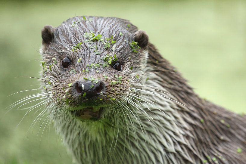 Eurasian Otter (Lutra lutra) by Ronald Pol