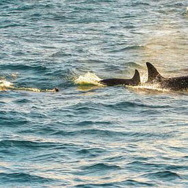 Orka's, moeder en kind in de Noorse zee van Elvira Werkman