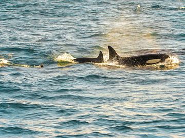 Orka's, moeder en kind in de Noorse zee van Elvira Werkman