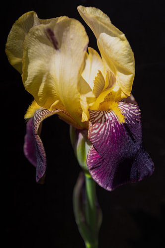 Iris