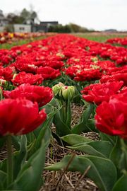 Your time will come by Christiaan Kleijhorst