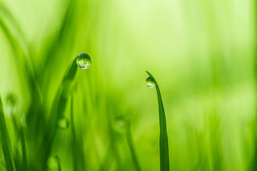 In a green green land