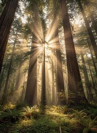 Le sanctuaire éthéré des séquoias : des rayons de soleil dans la forêt ancestrale sur Artistic