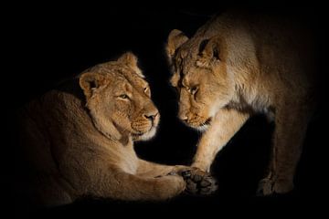 Twee leeuwenvriendinnen zijn schattige babbelende close-ups op een zwarte achtergrond. van Michael Semenov