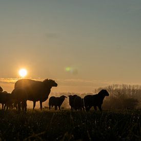 Moederschaap in de ochtend van Koen Leerink