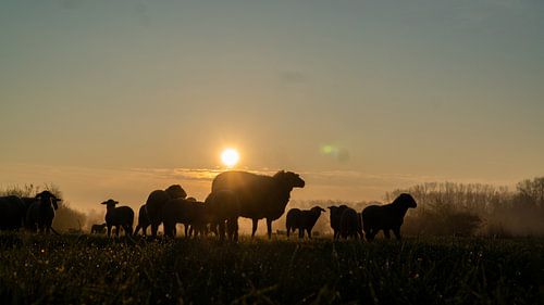 Mère mouton le matin