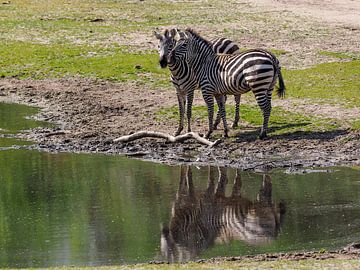 Zebra : Koninklijke Burgers' Zoo van Loek Lobel