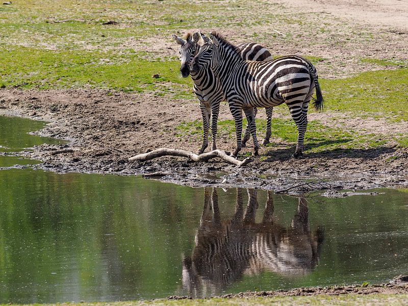 Zebra : Royal Citizens' Zoo by Loek Lobel