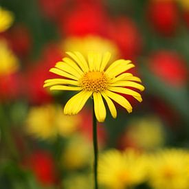 Yellow daisy by Alyssa van Niekerk