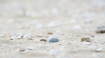 Seashells on the beach by Michel Geluk