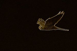 Kestrel.