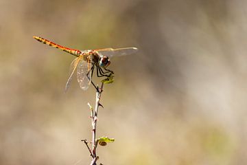 Libelle in het veld