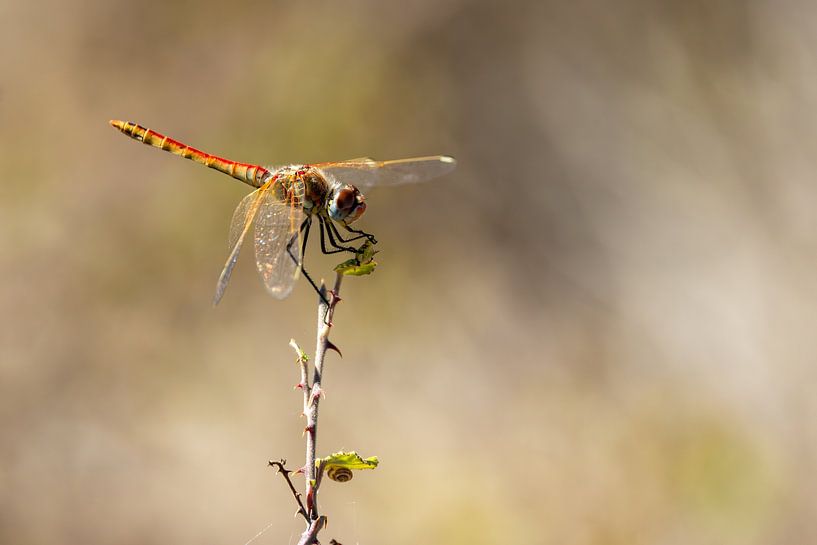 Dragonfly in the field by Marcel van de Vin