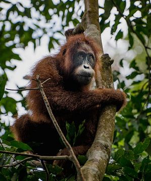 Orang Oetan in natuurreservaat Gunung Leuser nabij Bukit Lawang - Sumatra, Indonesië van Tim Loos