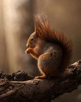 Squirrel in golden light.
