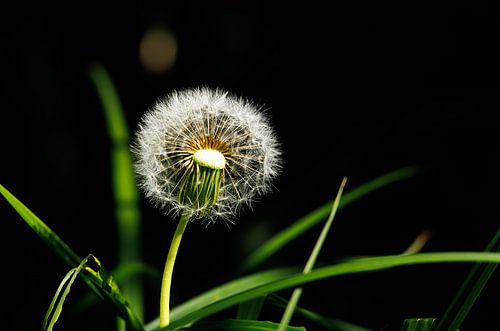 Dandelion